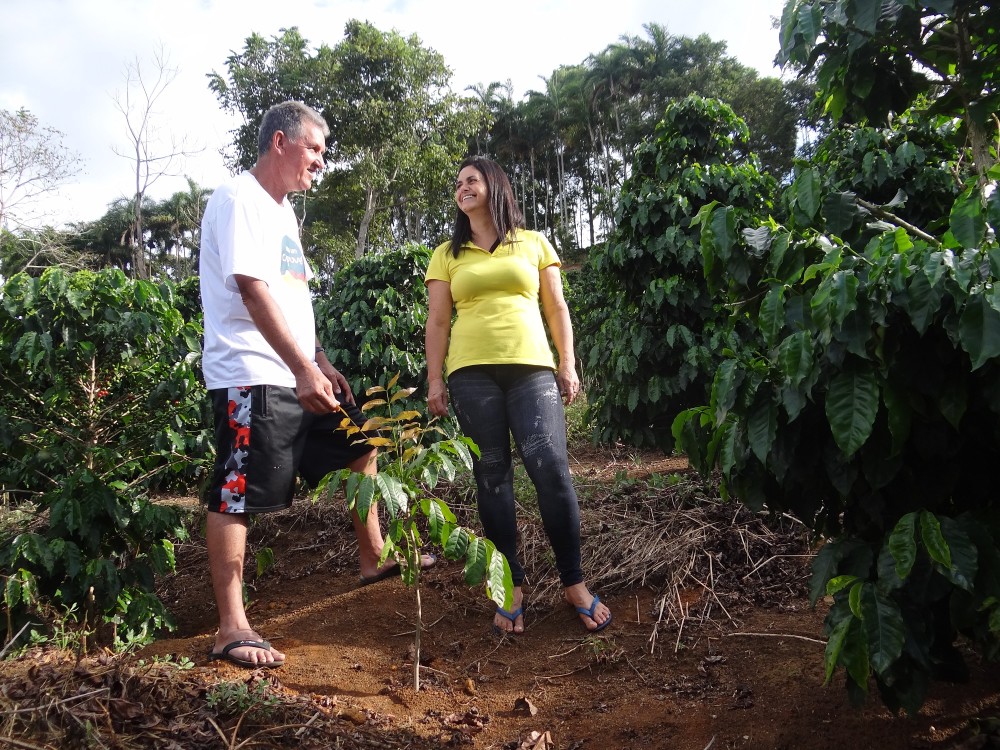 Cedro australiano: eles querem comprar a madeira! – Bela Vista Florestal