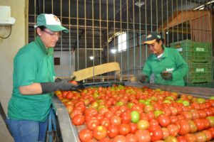 Região dos maiores produtores do ES já exporta tomate