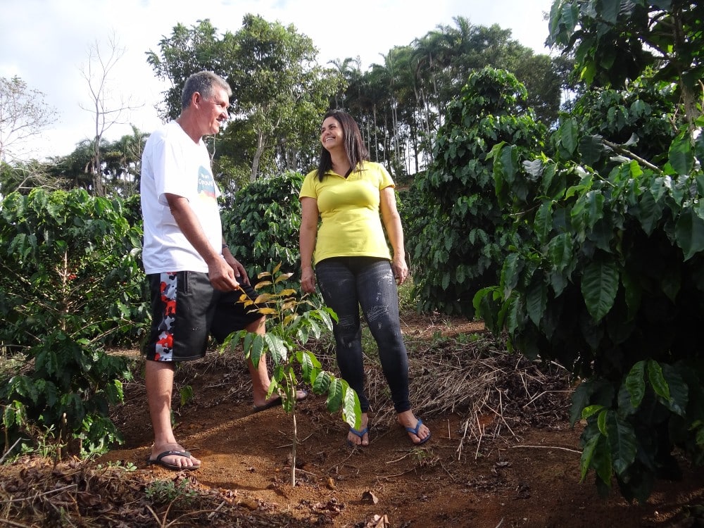 Cafeicultores de Ibatiba (ES) testam floresta de mogno no cafezal