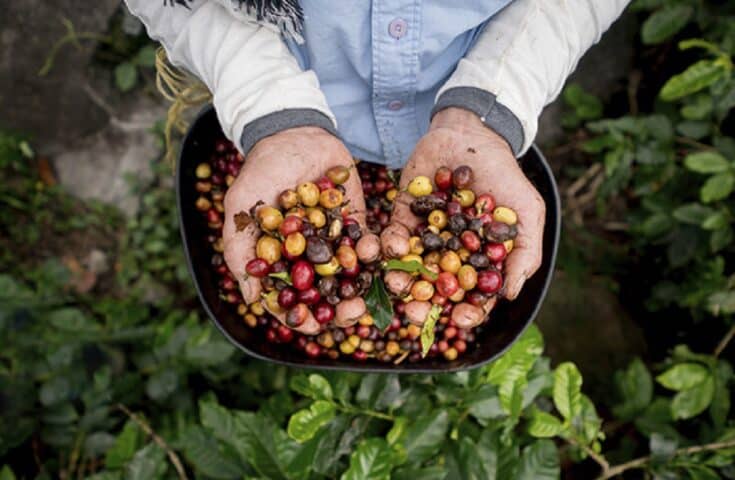 Brasil exporta recorde de 4,2 milhões de sacas de café em abril