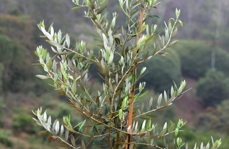 Doença de citros e café é detectada em oliveiras do ES