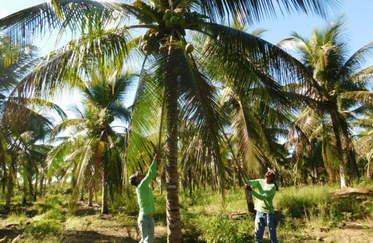 Coco: agregar valor ao produto pode ser o caminho da lucratividade