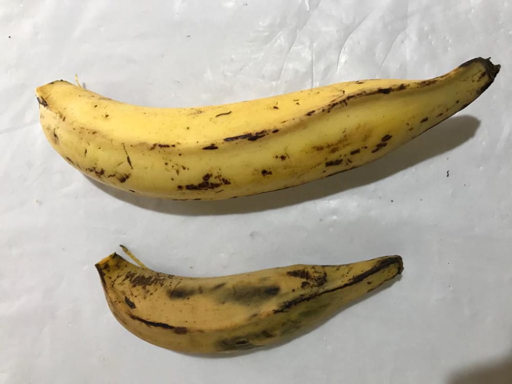 Uso de efluente de suinocultura garante alta produtividade de banana da terra