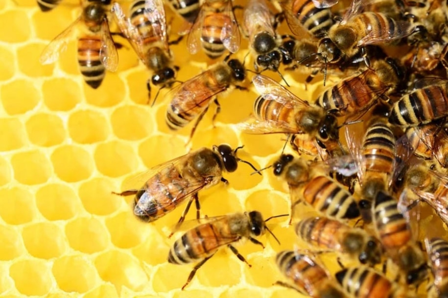 Criação de abelhas:  a diversificação de produtos no campo