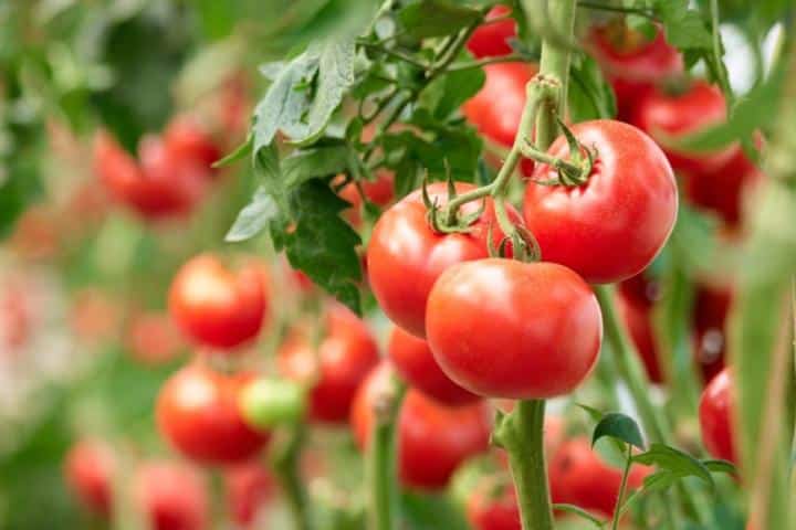 Requeima se acentua no outono e demanda uso de fungicidas no tomate
