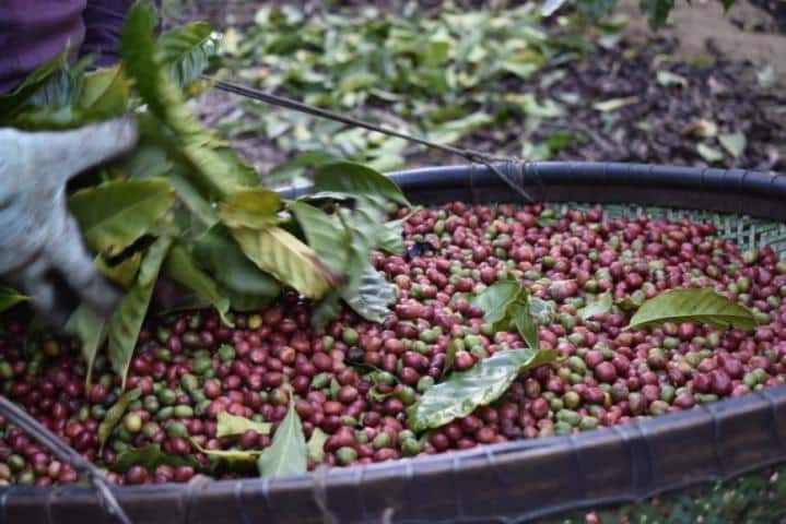 CMN aprova redistribuição de recursos para recuperação de cafezais danificados pela seca e geadas