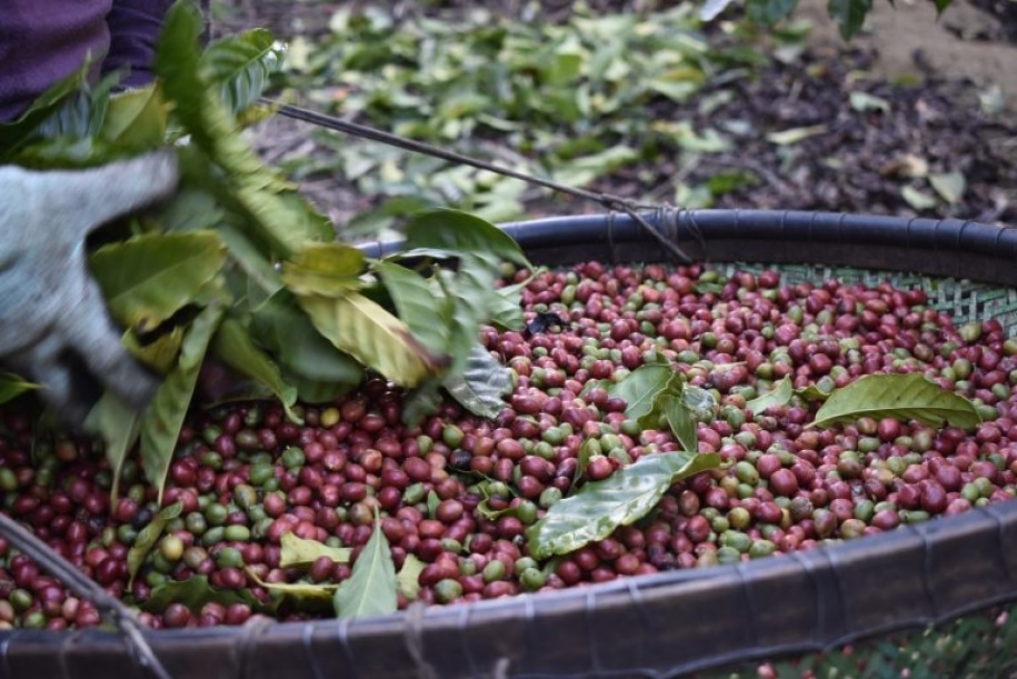 CNC alerta sobre cuidados com a expansão da cultura do café para evitar aviltamento de preços