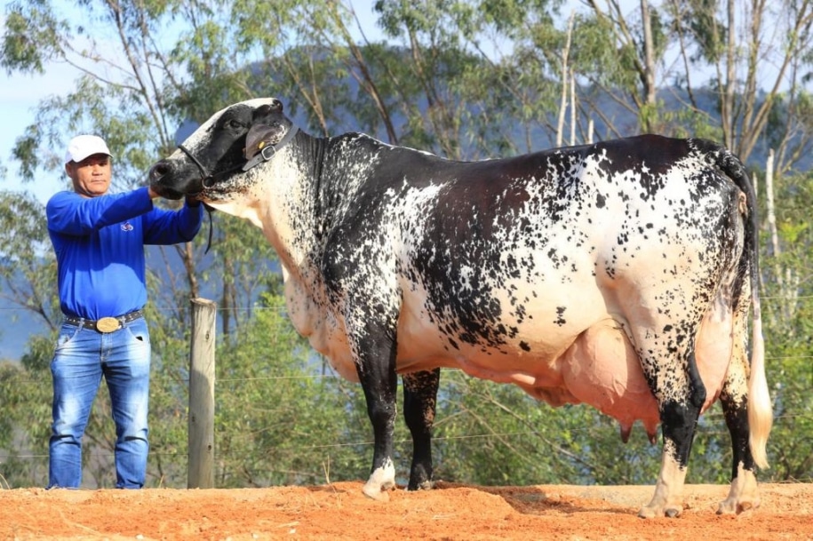 Vaca produz mais de 100 mil quilos de leite e bate recorde no ES; Ortiga está entre as sete do país que atingiram a marca