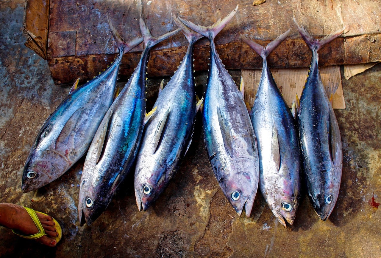 Fábrica de atum em Itapemirim conquista selo e pode vender pescados para todo o ES