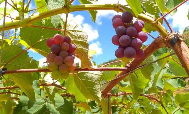 “Sextou” com dia de campo sobre produção de uva em Linhares