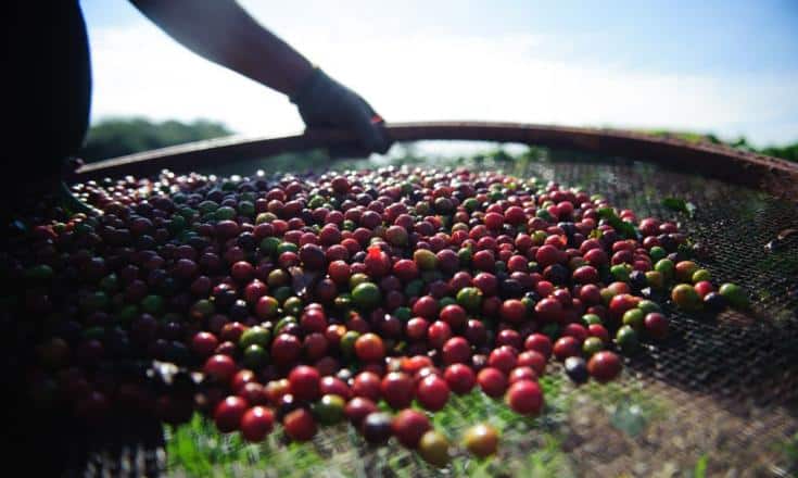 Brasil faz 1º embarque de café carbono neutro; produtor recebe prêmio em dobro