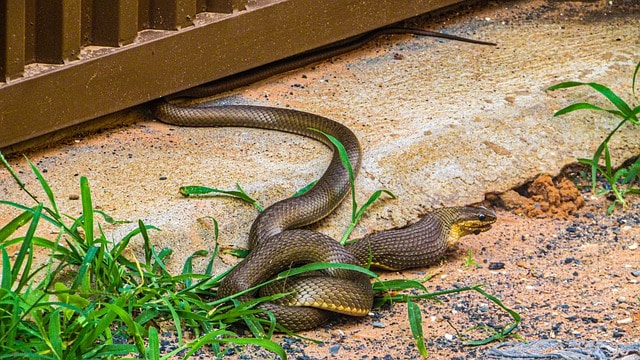 Substância em veneno de cobra jararacuçu pode inibir avanço da Covid