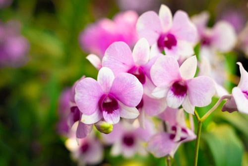 Feira em Vitória terá espaço com exposição de flores e orquídeas