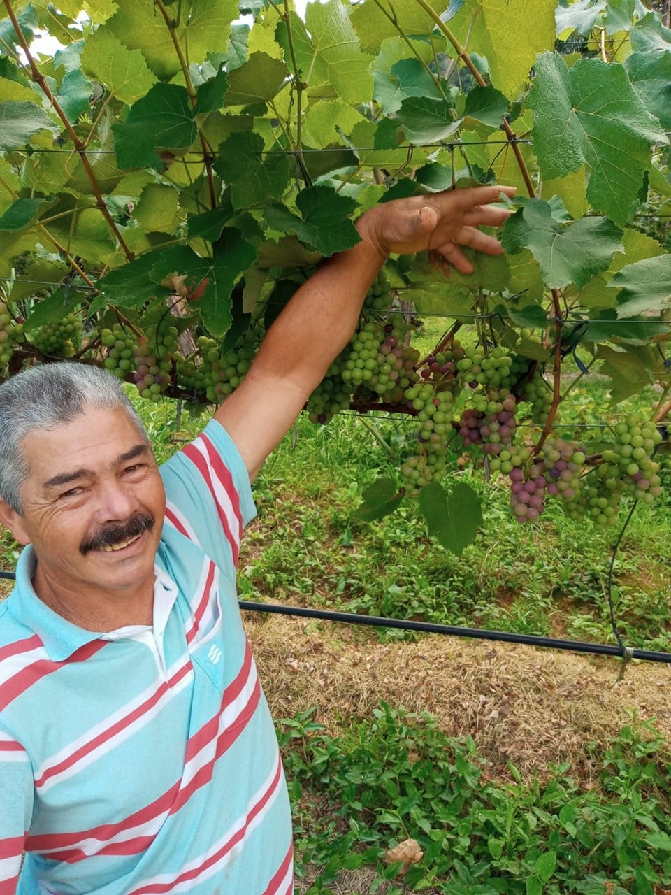 Produção de uvas ganha cada vez mais destaque em Alfredo Chaves
