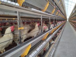 Condomínio Avícola da Coopeavi abre novas cotas