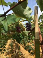 Expansão do Programa de Fruticultura: aberto edital para distribuição de mudas de uva em Linhares