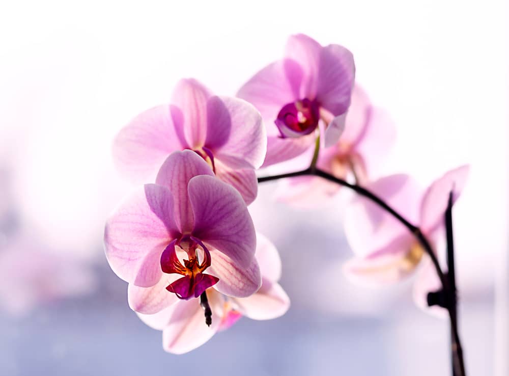 Cariacica: evento terá exposições de orquídeas, flores, arranjos, cactos e afins
