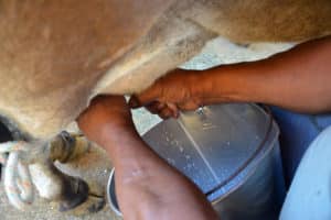 Bônus Fidelidade vai repassar quase R$ 700 mil a produtores de leite