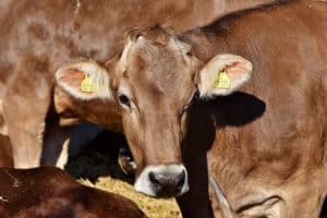 Seca causa prejuízos à pecuária de leite no Sul do Espírito Santo