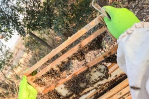 Projeto inédito visa à produção de abelhas rainhas