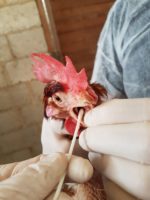 Monitoramento de doenças em aves de descarte continua no ES