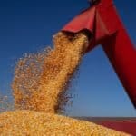 Colheita de milho, colheita de grãos Fazenda suspende novos financiamentos do Plano Safra 2024/2025 devido à alta da Selic. Pronaf não é afetado. Entenda a decisão