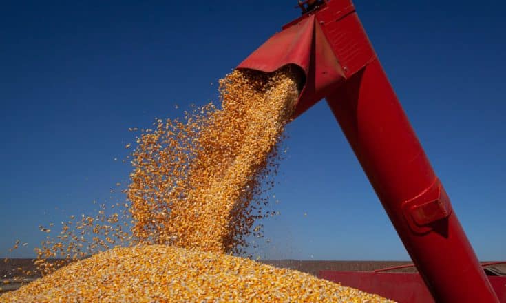 ApexBrasil lança projeto para promover exportações de farelo de milho