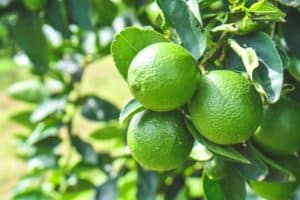 Baixa oferta eleva preços do limão tahiti em 55% em março