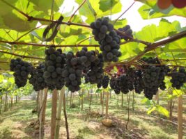 Linhares vai colher uva pela primeira vez nesta sexta-feira (3)