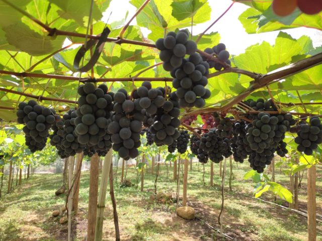 Linhares vai colher uva pela primeira vez nesta sexta-feira (3)
