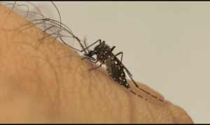 Aedes aegypti: cuidados devem ser redobrados no verão; saiba como se prevenir