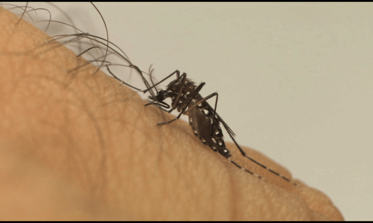 Aedes aegypti: cuidados devem ser redobrados no verão; saiba como se prevenir