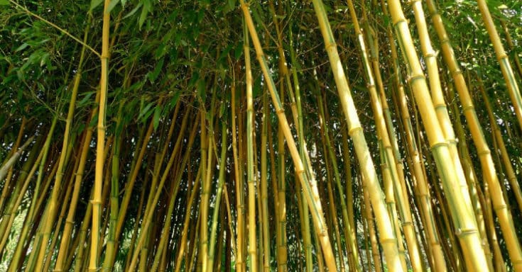 O bambu como vetor para o desenvolvimento sustentável
