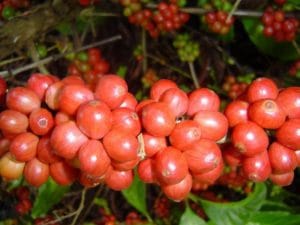 café conilon Incaper