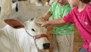 Fazendinha com pequenos animais e comidas rurais será atração na ExpoSul RaízES