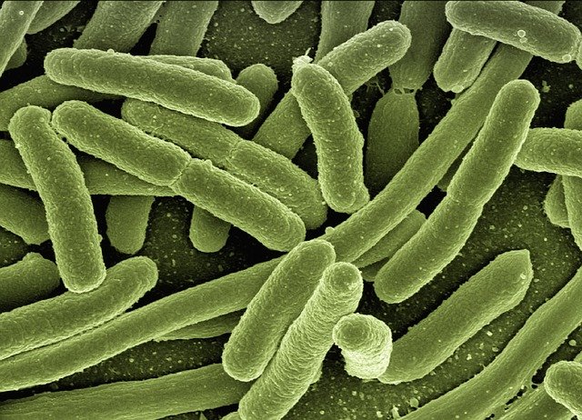 Saiba por que casos de superbactérias resistentes a antibióticos triplicaram na pandemia