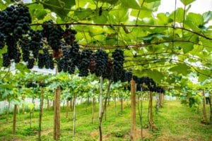 Linhares divulga resultado do edital de distribuição de mudas de uva