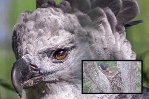Filhote de harpia, uma das aves mais poderosas do mundo, nasce em reserva biológica do Espírito Santo