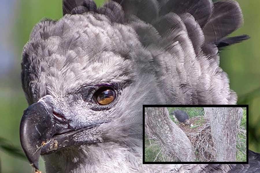 Filhote de harpia, uma das aves mais poderosas do mundo, nasce em reserva biológica do Espírito Santo