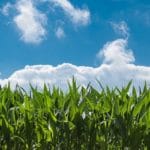 Milharal milho campo roça produtor rural