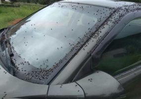 Moradores de Venda Nova reclamam de infestação de moscas; prefeitura diz que tomou providências