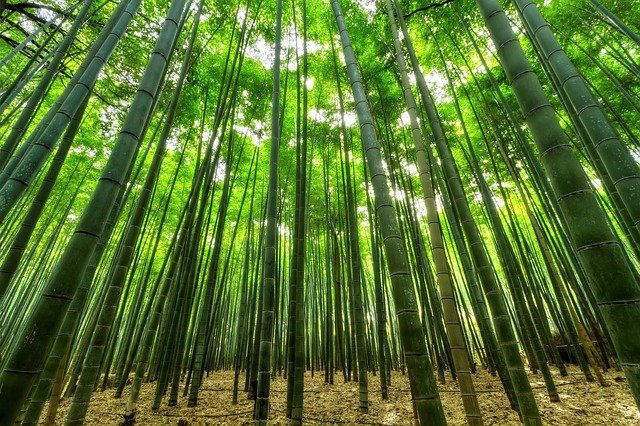 Nova técnica permite reprodução em larga escala de bambu
