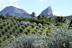 Região de Pedra Azul (ES) terá 20 marcas de azeite até 2025
