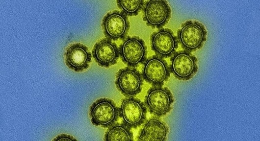 H3N2 Darwin: pesquisador fala sobre o vírus influenza em circulação no país