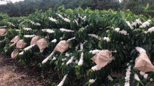 Registrada nova cultivar de café conilon com alto teor de cafeína