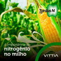 A importância do nitrogênio no milho