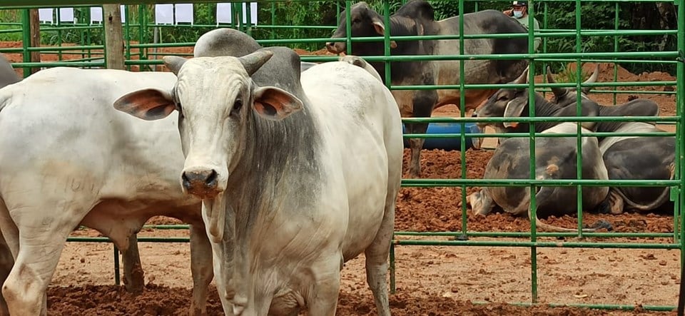 Feiras de touros pró-genética são realizadas pelo Incaper para promover bovinocultura sustentável