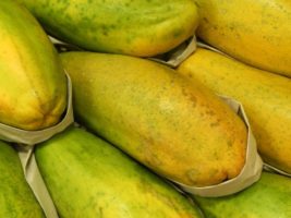 Fruticultores comemoram autorização para exportar mamão para o Chile