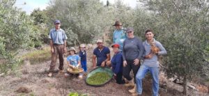 Santa Teresa faz primeira colheita comercial de azeitona