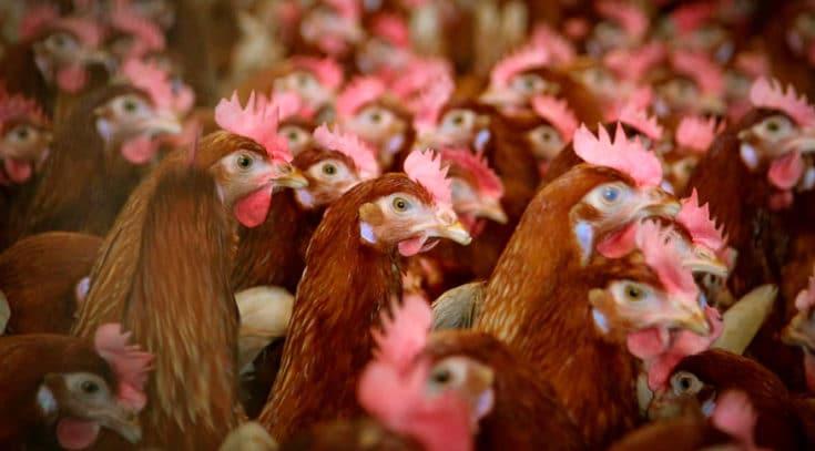 Brasil retoma exportações de carne de frango para China